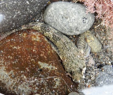 Highlands fieldtrip g June 2016