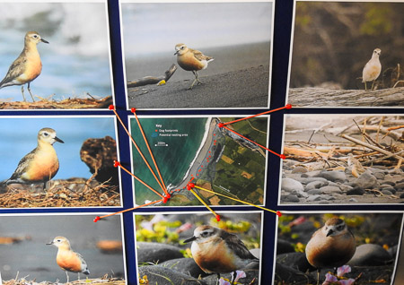 4 dotterel display